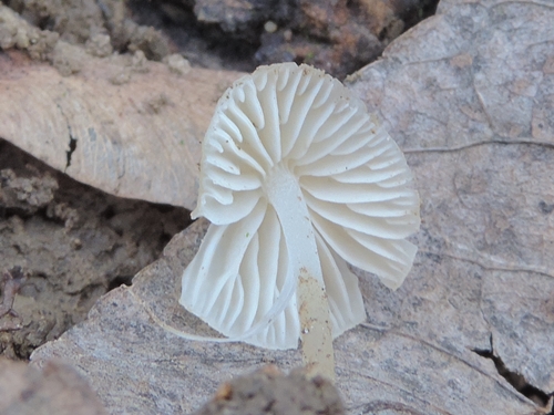 Piccolo e trsparente